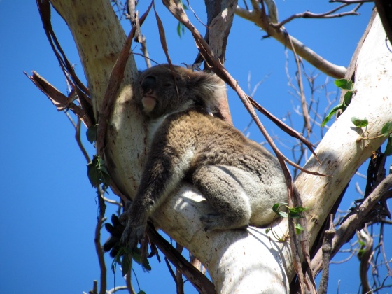 Resting Koloa in Tree