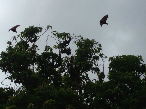 Flying Bats in Cairns, Australia